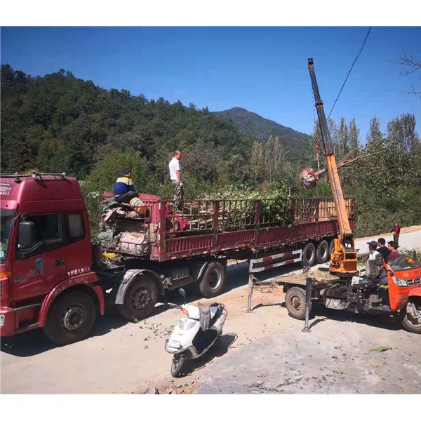 七叶树装车