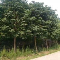 七叶树春季