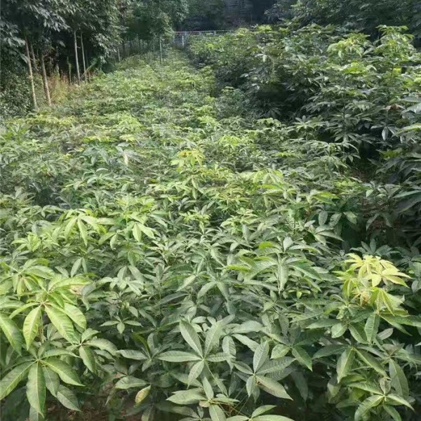 七叶树春季