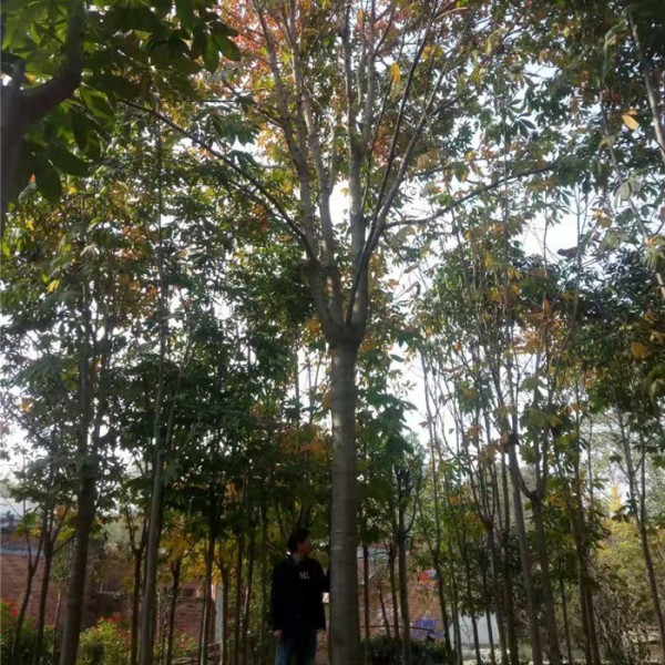 七叶树秋季