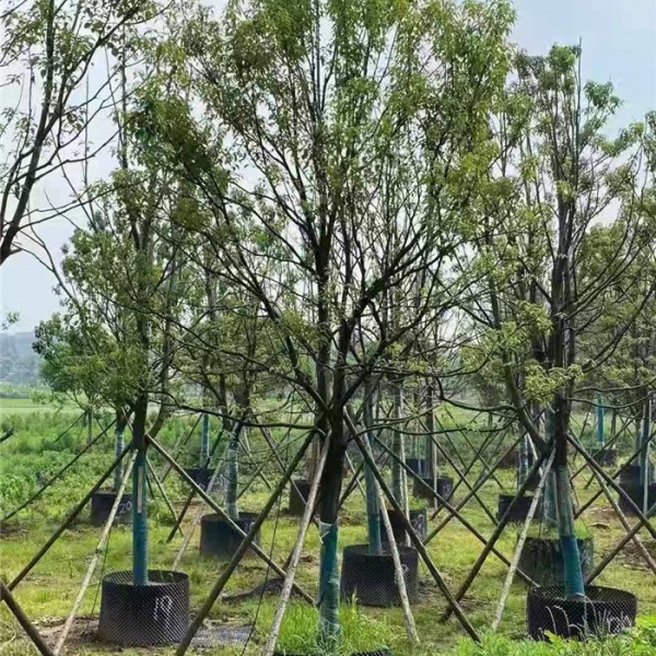 全冠香樟