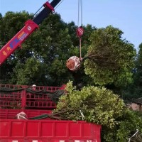 12公分红叶石楠