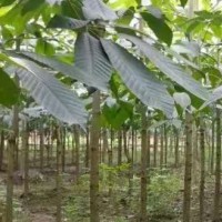 西峡诚隆七叶树基地--七叶树/七叶树苗/七叶树价格