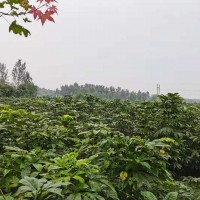 七叶树/七叶树苗