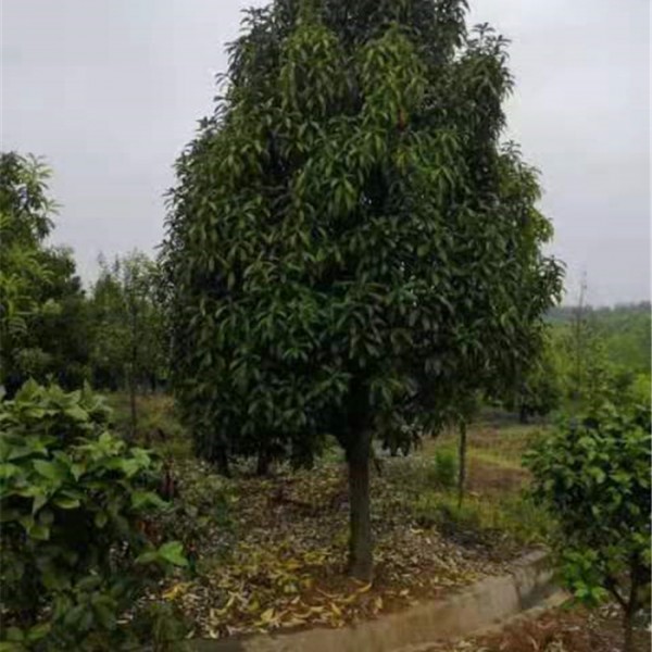 菱角山帆