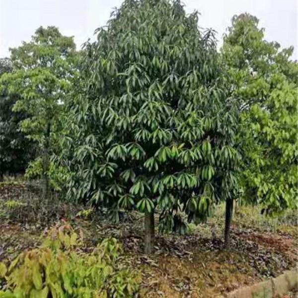 菱角山帆