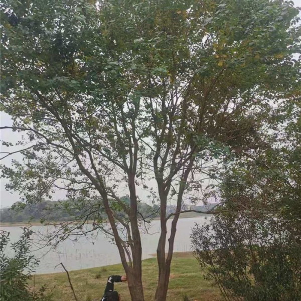丛生乌桕