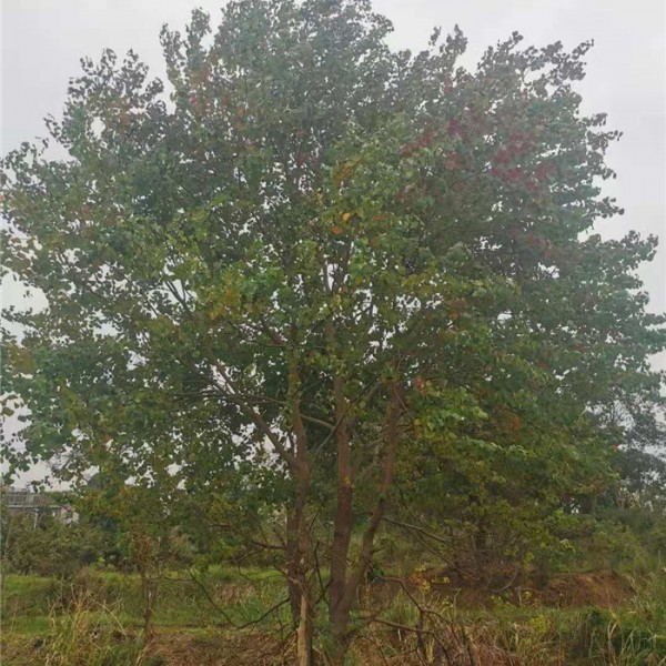 丛生乌桕