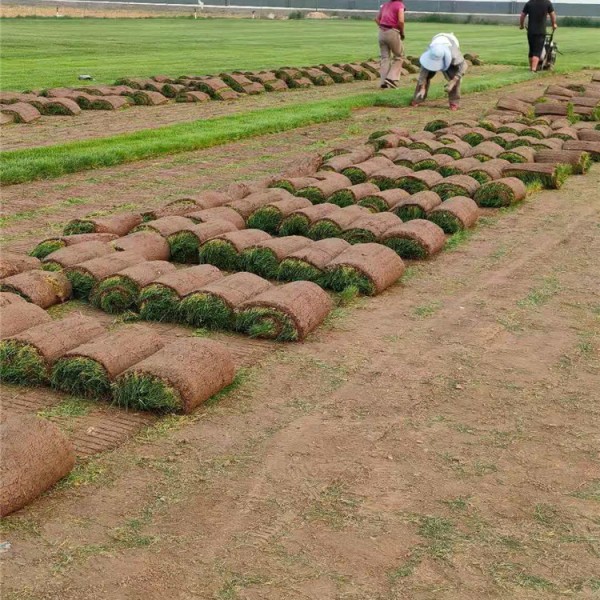 马尼拉草坪