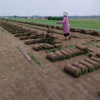 百慕大草坪