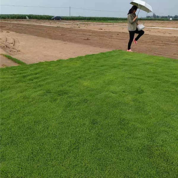 剪股颖草坪