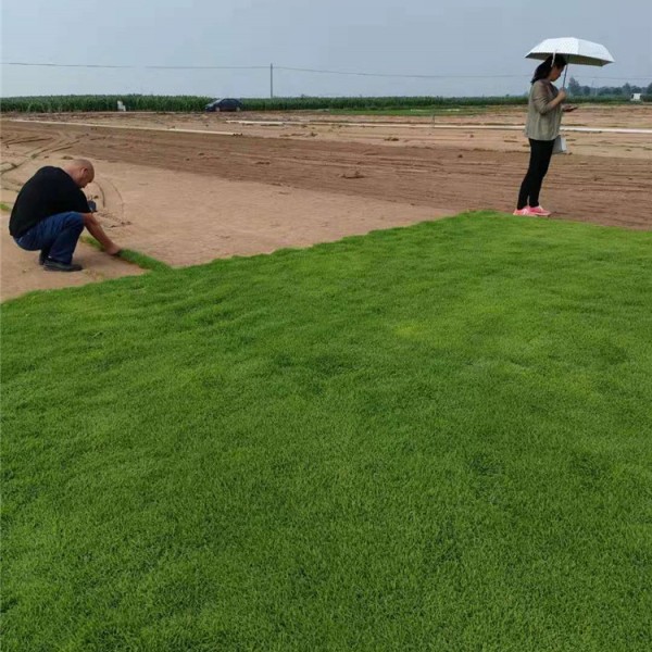 剪股颖草坪