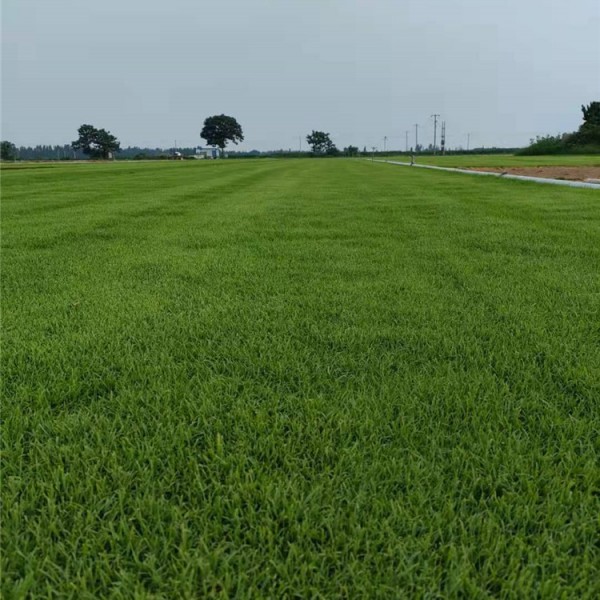 草坪