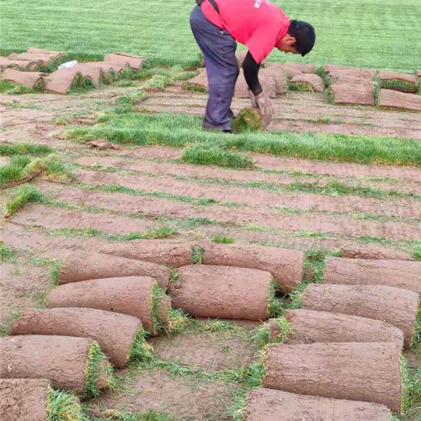 高羊茅草坪