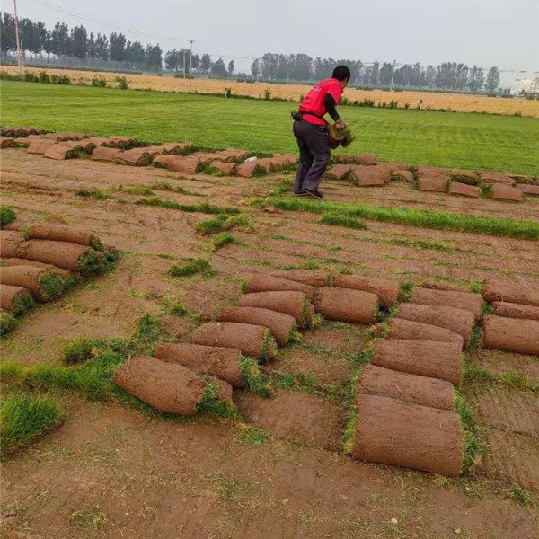 高羊茅草坪