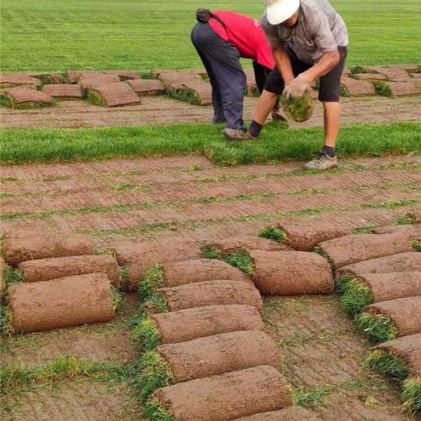 高羊茅草坪