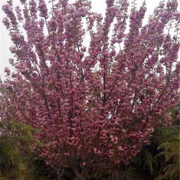 樱花