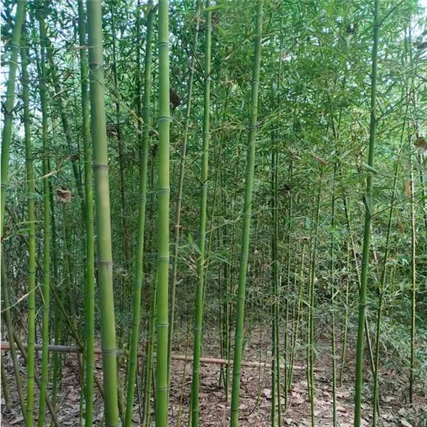 刚竹