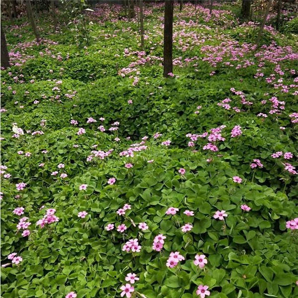 红花杂酱草