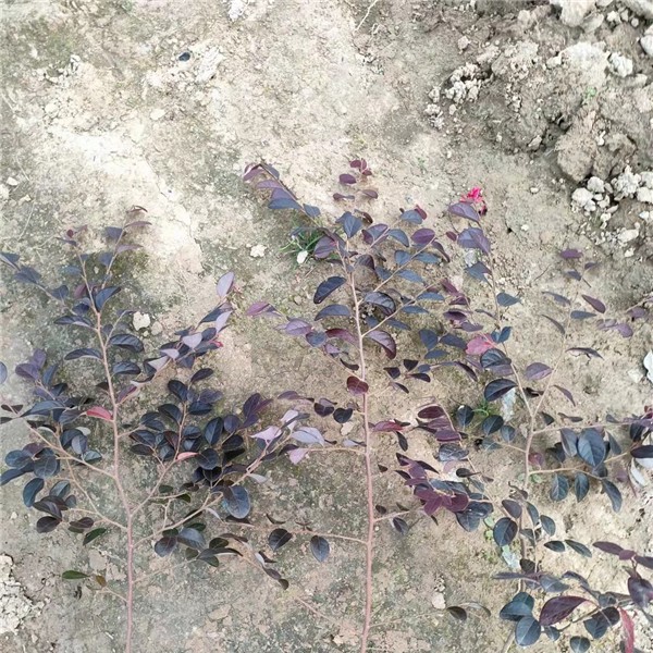 红花继木
