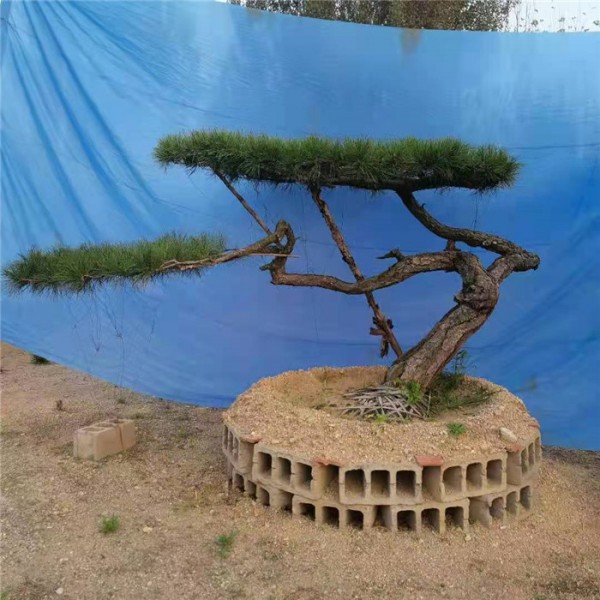 景观松