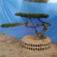景观松
