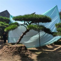 景观松