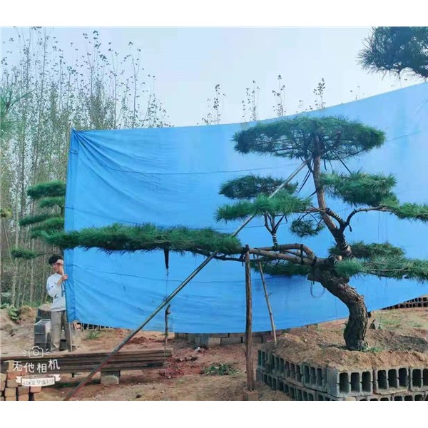 造型景观松