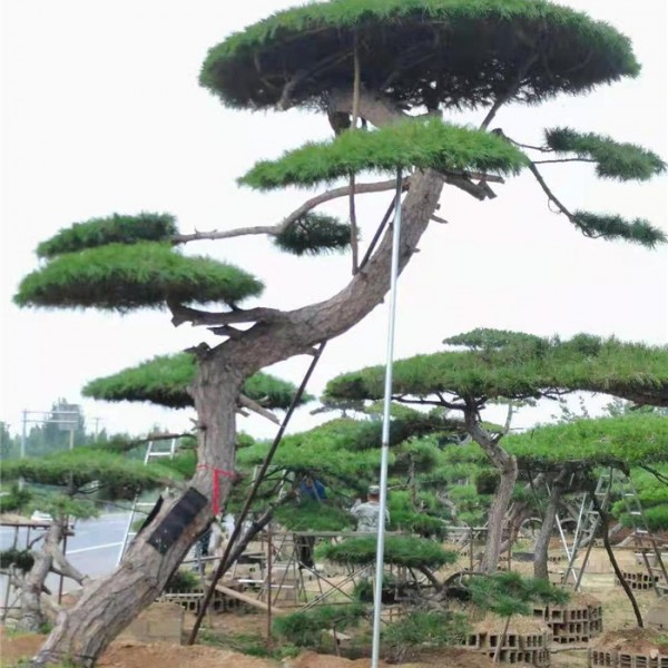造型景观松