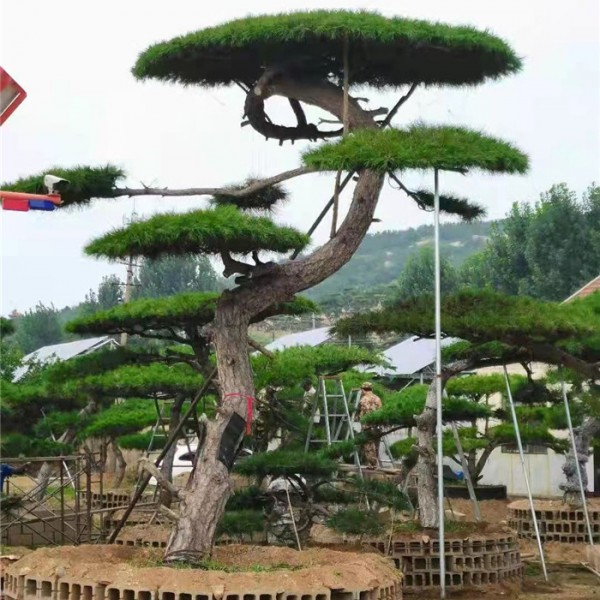 造型景观松