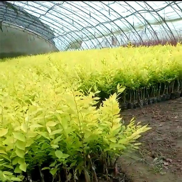 金叶榆杯苗