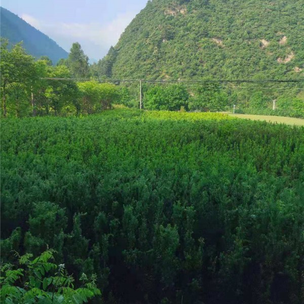 曼地亚红豆杉