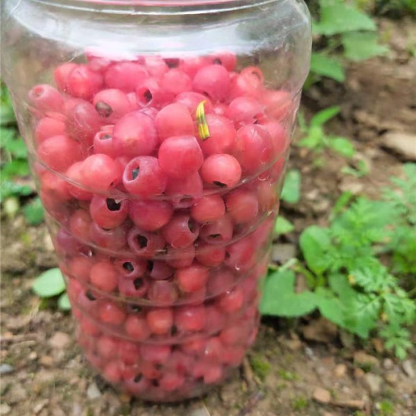 红豆杉鲜果