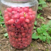 红豆杉鲜果