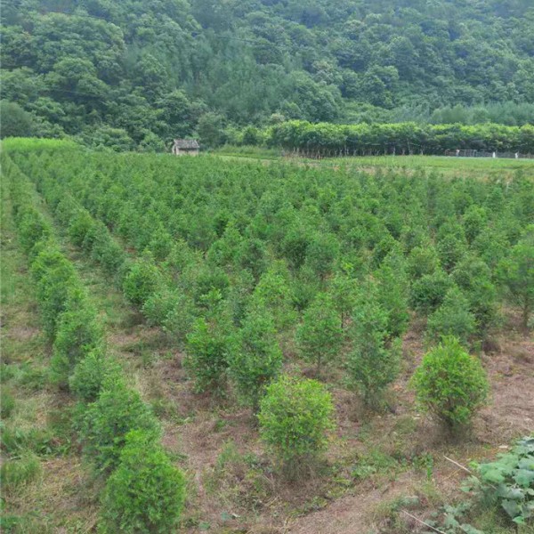 红豆杉基地