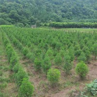 红豆杉基地