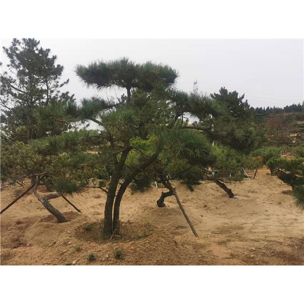 造型黑松