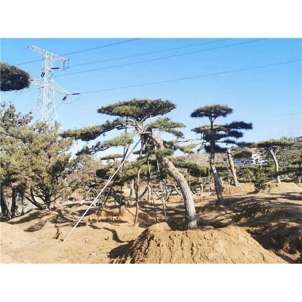 造型松