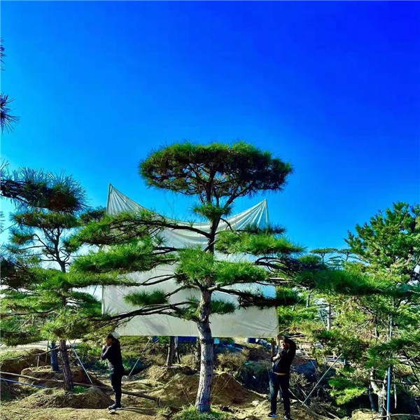 造型油松