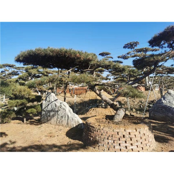 造型油松