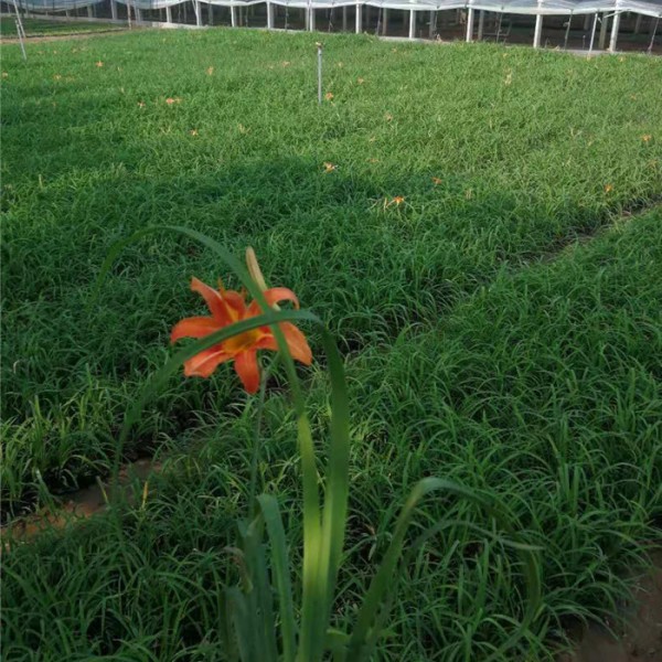 萱草