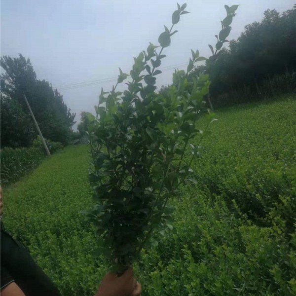 卫矛