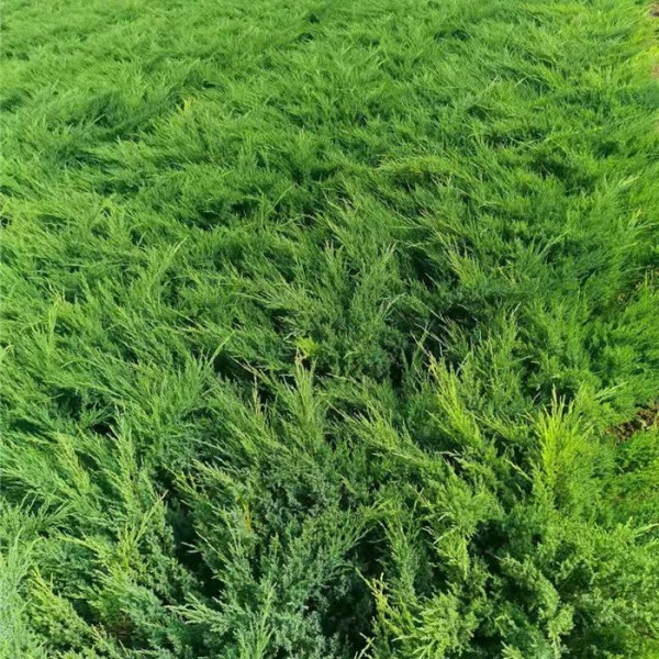 沙地柏