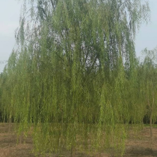 垂柳