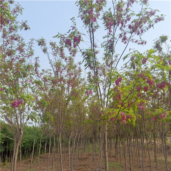 香花槐