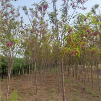 香花槐