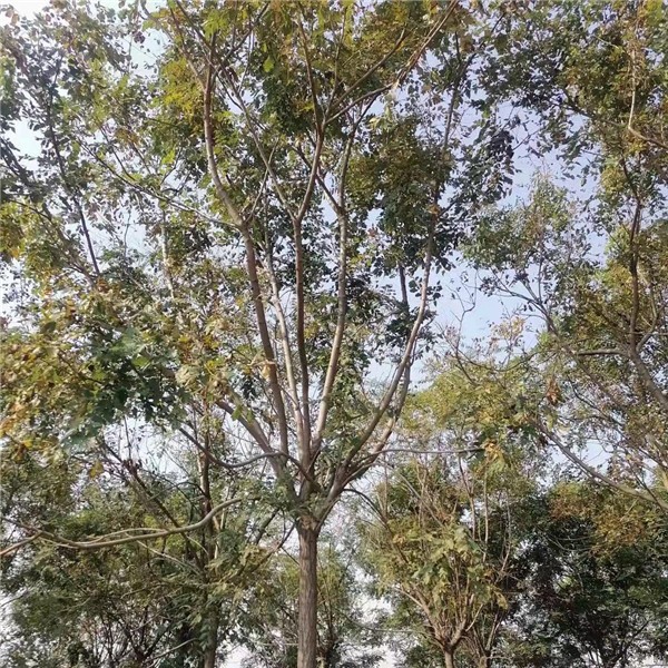 栾树