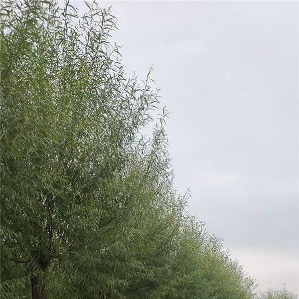 垂柳