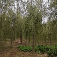 垂柳|刺槐|火炬树|金叶榆​|龙爪槐​|五角枫
