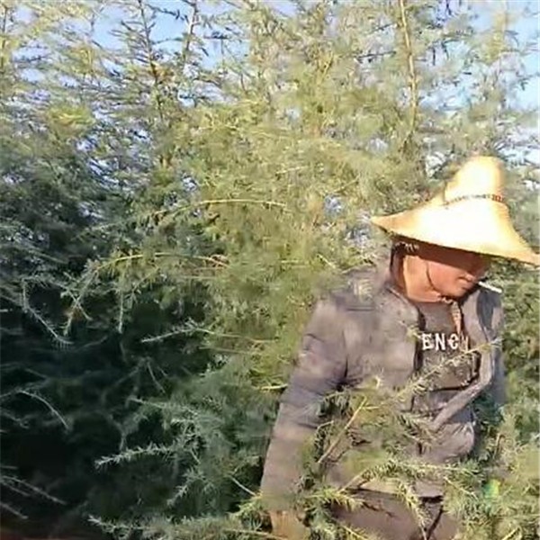 中规格雪松袋苗